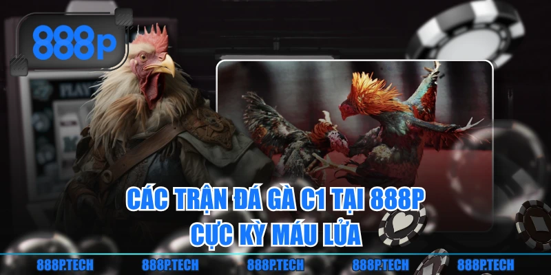 Các trận đá gà C1 tại 888P cực kỳ máu lửa