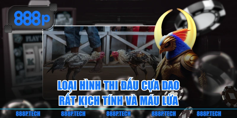Loại hình thi đấu cựa dao rất kịch tính và máu lửa